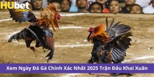 Xem Ngày Đá Gà Chính Xác Nhất 2025 Trận Đấu Khai Xuân