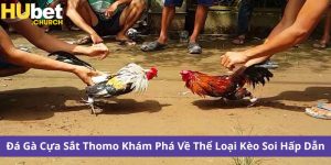 Đá Gà Cựa Sắt Thomo Khám Phá Về Thể Loại Kèo Soi Hấp Dẫn