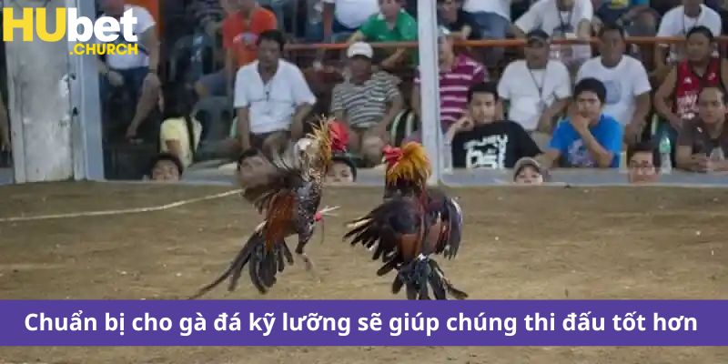 Chuẩn bị cho gà đá kỹ lưỡng sẽ giúp chúng thi đấu tốt hơn 