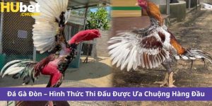 Đá Gà Đòn – Hình Thức Thi Đấu Được Ưa Chuộng Hàng Đầu