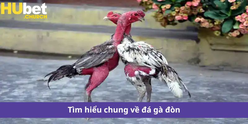 Tìm hiểu chung về đá gà đòn