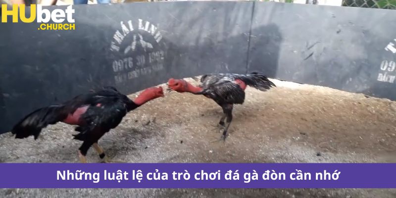 Những luật lệ của trò chơi đá gà đòn cần nhớ