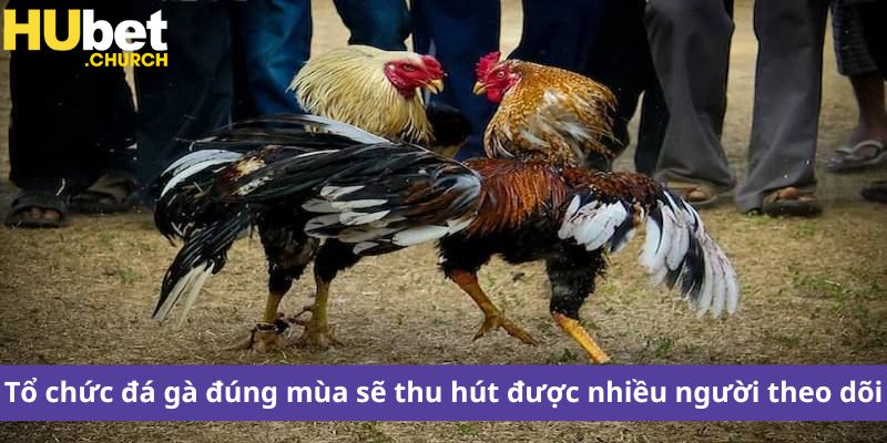 Tổ chức đá gà đúng mùa sẽ thu hút được nhiều người theo dõi