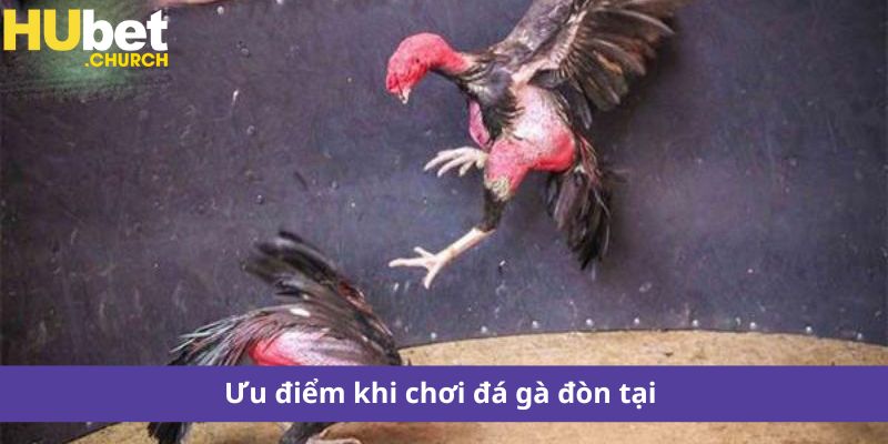 Ưu điểm khi chơi đá gà đòn tại 