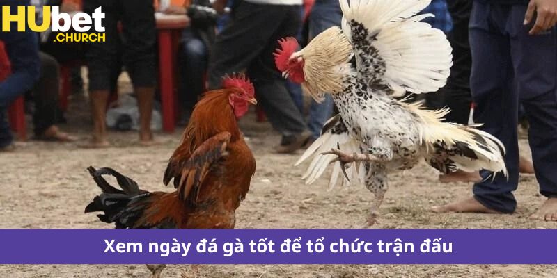 Xem ngày đá gà tốt để tổ chức trận đấu