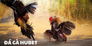 Đá Gà Hubet – Tổng Hợp Thông Tin Cơ Bản Cần Nắm Rõ