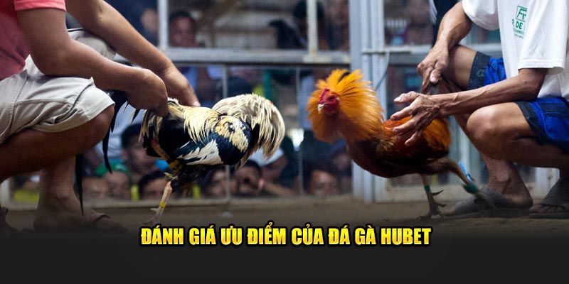 Điểm mạnh của đá gà Hubet