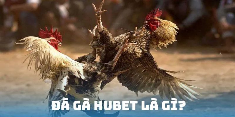 Đá gà Hubet là gì?