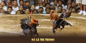 Đá Gà Tre Thomo Tại Nhà Cái Hubet Và Điểm Thú Vị