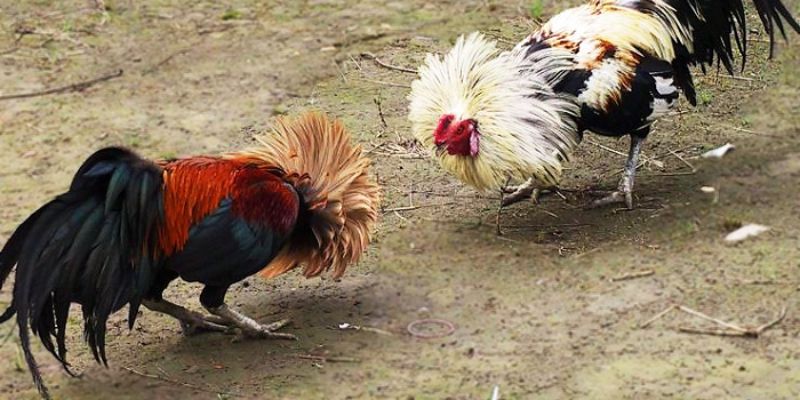 Kinh nghiệm đá gà Tre Thomo để bạn chiến thắng