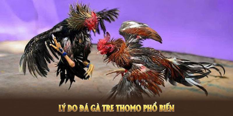 Lý do đá gà Tre Thomo phổ biến tại sân chơi trực tuyến hiện nay