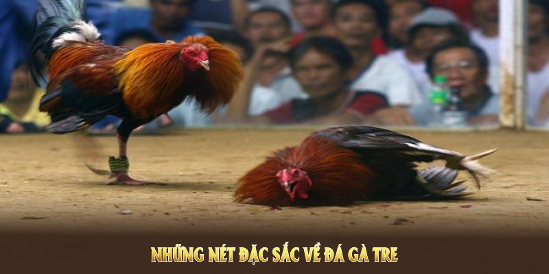 Những nét đặc sắc về đá gà Tre Thomo mà mọi người nên biết